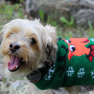 Matching Pet and Owner Christmas Sweaters: Rad Reindeer