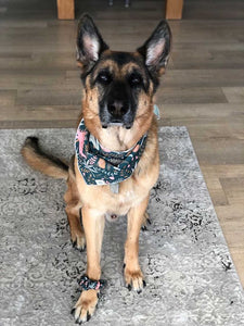 Matching Bandana and Scrunchie: Dino-mite